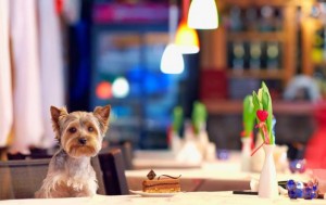 Dog Cafe, Лос-Анджелес, США